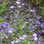 Form wiith green leaves and purple flowers