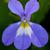 close up of purple flower with yellow and white in the center