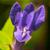Close up of flower