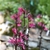 x speciosa starship rose - Aug. 12 - Wake Co., NC