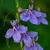 Lobelia elongata