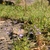 Lobelia elongata
