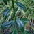 Stem and leaves