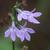 Close up of flower