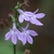Close up of flower