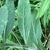 Downy leaves