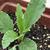 Seedling
