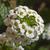 Lobularia maritima