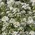 Lobularia maritima