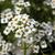 Lobularia maritima