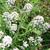 Lobularia maritima