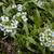 Lobularia maritima