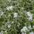 Lobularia maritima