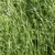 Fine-textured grass with upright, narrow inflorescences.