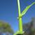 Tall Fescue