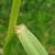 Stem