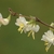 Leafless stem bearing small, white, funnel-shaped flowers.