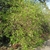 Rounded, twiggy shrub with small, bright green leaves.