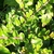 Leafy shoots with opposite, ovate leaves.