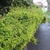 Hedge of a plant with small golden yellow leaves
