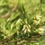 Shrub with small leaves and greenish-white flowers.