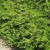 Low shrub with small leaves.