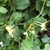 White and yellow tubular, two-lipped flowers