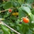 Red berry borne among green, opposite leaves.