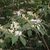 Leafy shoots bearing white tubular flowers that age to yellow