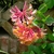 Cluster of pink and yellow funnel-shaped flowers.