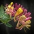 Pink and white tubular flowers with recurved corolla lobes.