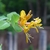 Pale orange tubular flowers with recurved corolla lobes.