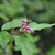 Opposite, lanceolate leaves and red tubular flowers.