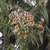 Clusters of reddish yellow tubular flowers.
