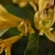 Yellow tubular flowers.