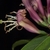 Tubular reddish flowers