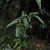 Opposite, lanceolate leaves.