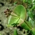 Flower buds in April in West Pomeranian, Poland
