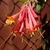 Flowers in May in West Pomeranian, Poland