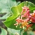 Red tubular flowers borne above conjoined opposite leaves.