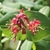 Red tubular flowers borne above conjoined opposite leaves.