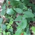 Vine with opposite leaves and bright red berries.