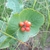 Red berries borne above conjoined opposite leaves.