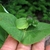 Immature fruit subtended by conjoined opposite leaves.