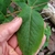 Hand grasping leaf to show size and pinnate venation