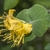 cluster of yellow, funnel-shaped flowers.