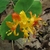 yellow, funnel-shaped flowers. Older flowers are orange.