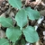 Ovoid, opposite, entire leaves on a wiry stem.