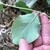 Hand turning a leaf over to show the glaucous underside.