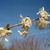Leafless stem bearing small, white, funnel-shaped flowers.